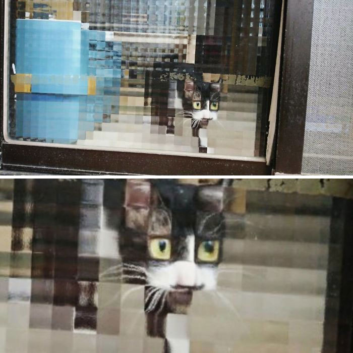 11 Times People Spotted Pixel Cats In Real Life And Just Had To Share