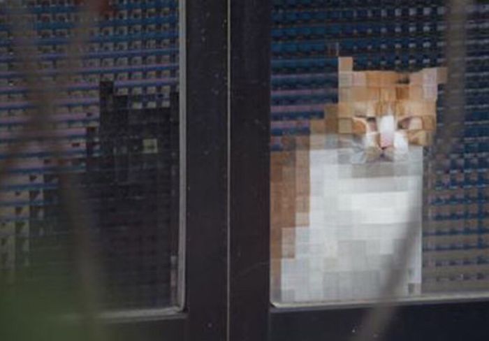 Pixel-Cats-Photos