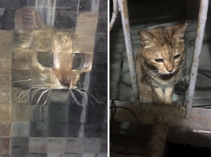 11 Times People Spotted Pixel Cats In Real Life And Just Had To Share