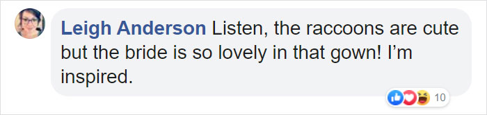 This Gang Of Racoons Crashes A Wedding Photoshoot And It's Both Cute And Hilarious This Gang Of Racoons Crashes A Wedding Photoshoot And It's Both Cute And Hilarious