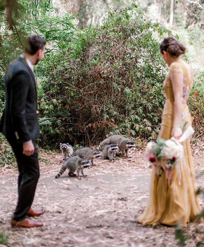 This Gang Of Racoons Crashes A Wedding Photoshoot And It's Both Cute And Hilarious This Gang Of Racoons Crashes A Wedding Photoshoot And It's Both Cute And Hilarious