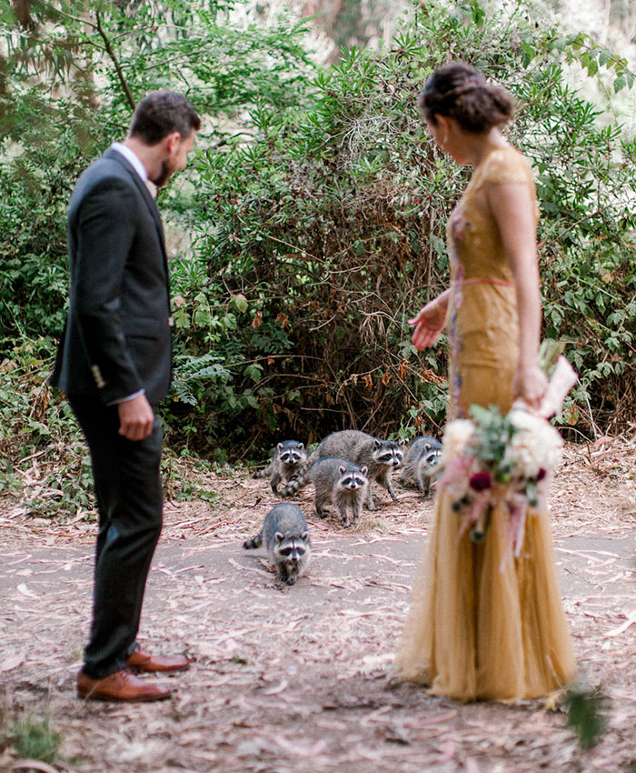 This Gang Of Racoons Crashes A Wedding Photoshoot And It's Both Cute And Hilarious This Gang Of Racoons Crashes A Wedding Photoshoot And It's Both Cute And Hilarious