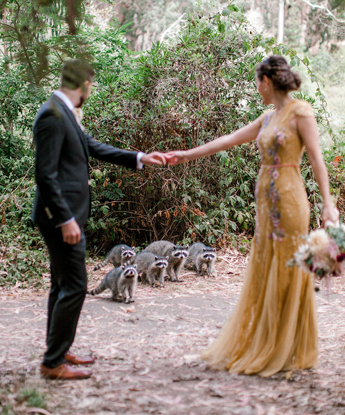 This Gang Of Racoons Crashes A Wedding Photoshoot And It's Both Cute And Hilarious This Gang Of Racoons Crashes A Wedding Photoshoot And It's Both Cute And Hilarious