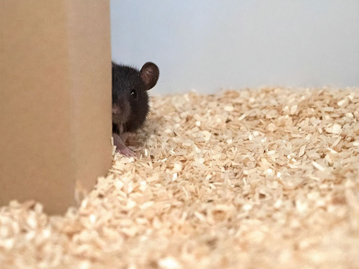 Scientists Taught Rats How To Play Hide And Seek And Found Out They Actually Really Enjoy Playing