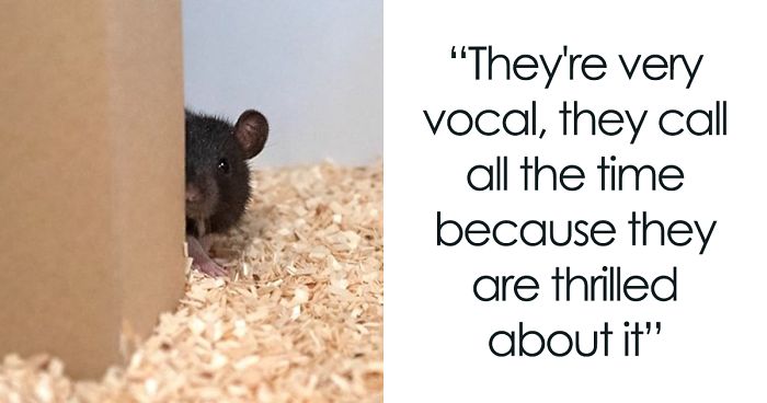 Scientists Taught Rats How To Play Hide And Seek And Found Out They Actually Really Enjoy Playing