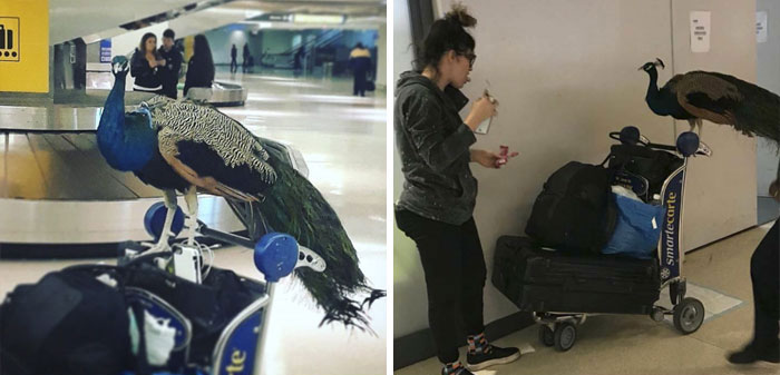 Tired Of People Bringing In Their Emotional Support Pets, This Restaurant Put Up This Sign Banning Them All