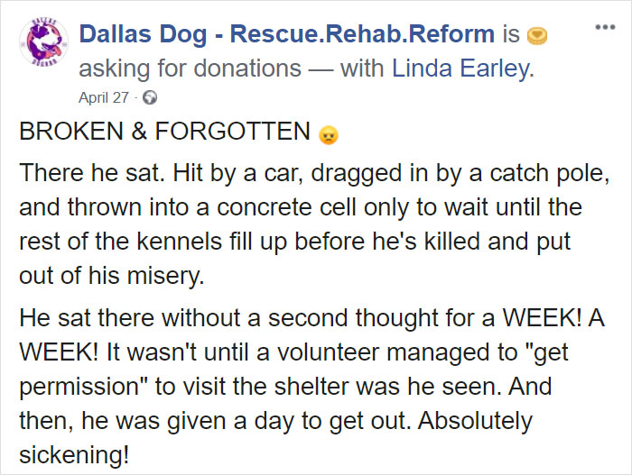 'Broken And Forgotten' Dog Can't Stop Smiling After He Realizes He's Being Rescued