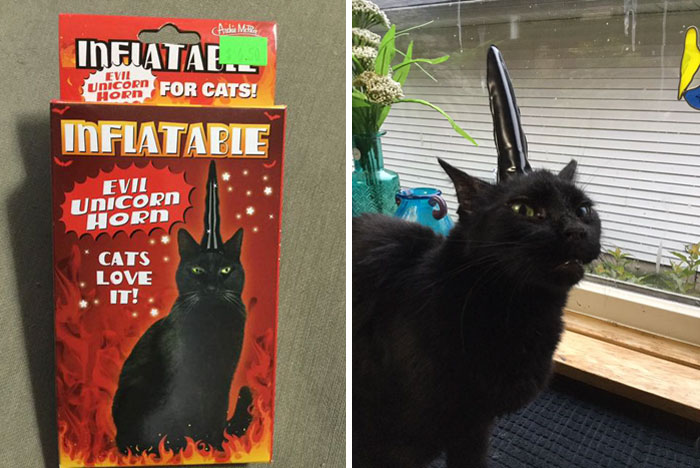 Found Last Weekend At A Thrift Shop In St Joseph (Mi). Cats Do Not Love It!!!