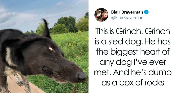 Woman Documents How Her Lovely But ‘Dumb As A Box Of Rocks’ Sled Dog Took Her Home And It’s Hilarious