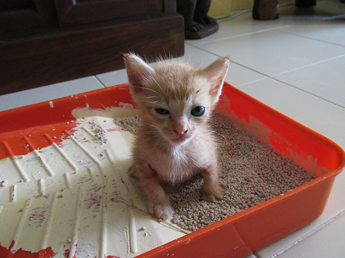 Use biodegradable litter