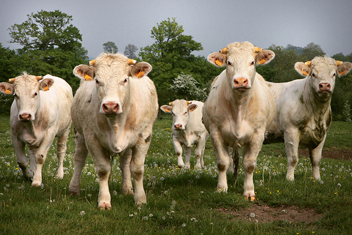 Go for meatless meals once a week