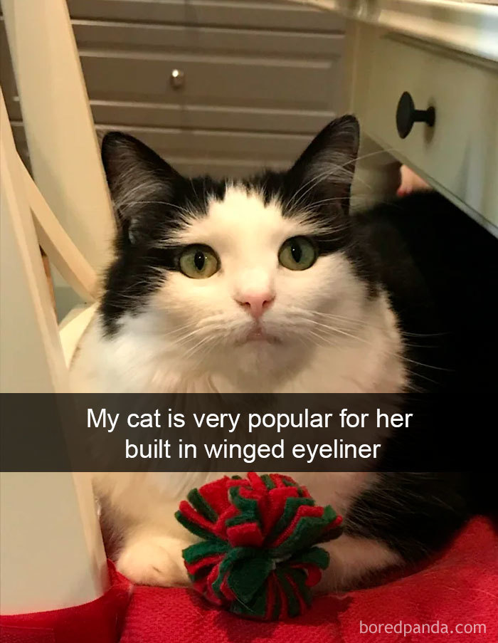 Cat-Snapchats