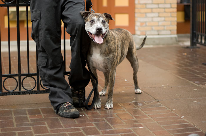 Scientists Discover That Some Humans Tend To Love Pets More Than Other Humans