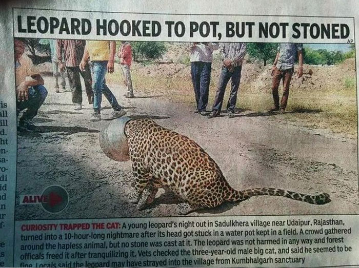 Stupid-Funny-Newspaper-Headlines