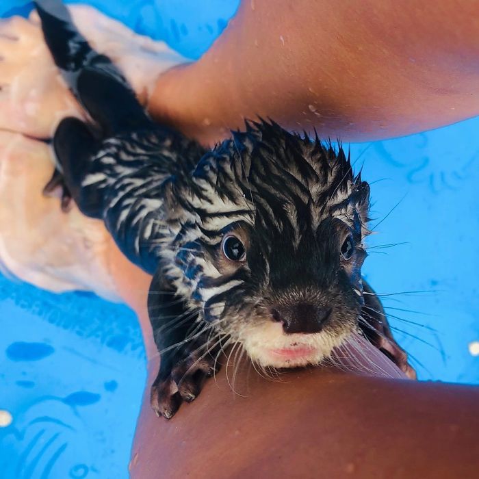 Adults Can Swim With Tiny Otters At This Animal Preserve, And The Photos Are Adorable