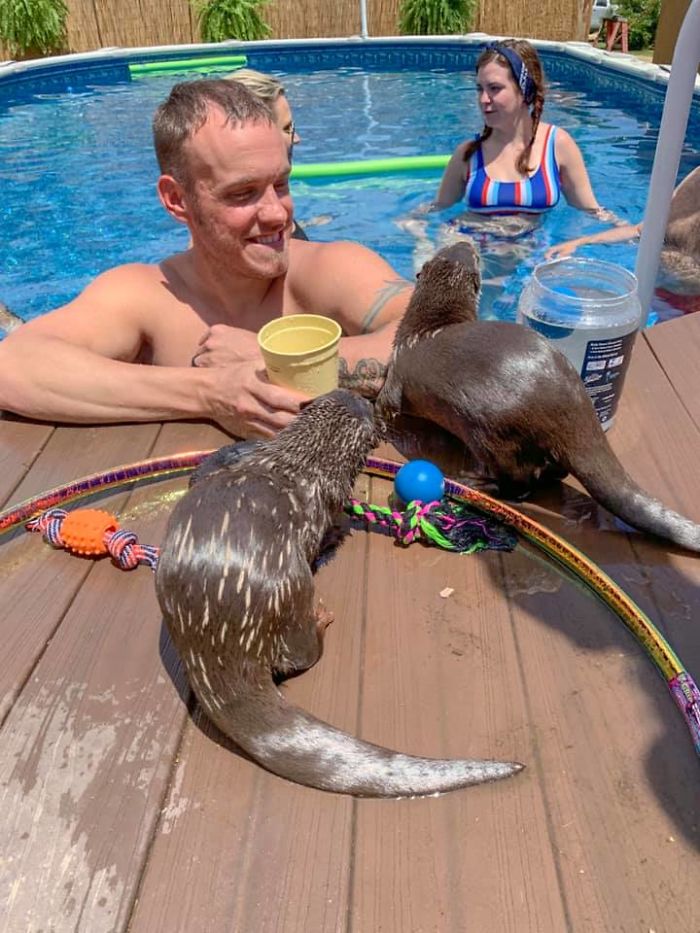 Adults Can Swim With Tiny Otters At This Animal Preserve, And The Photos Are Adorable Adults Can Swim With Tiny Otters At This Animal Preserve, And The Photos Are Adorable