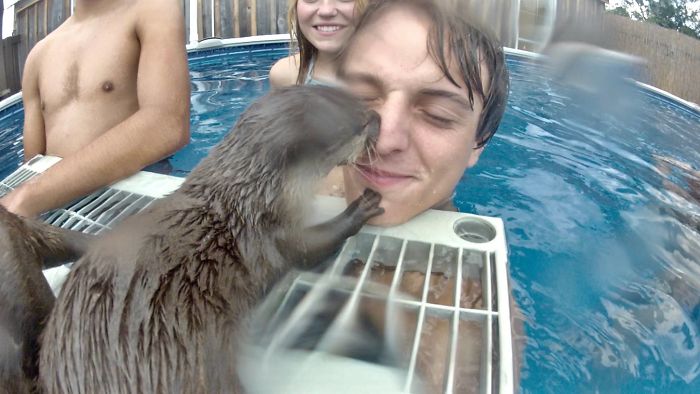 Adults Can Swim With Tiny Otters At This Animal Preserve, And The Photos Are Adorable
