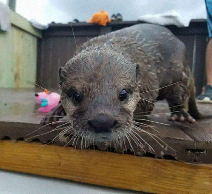 Adults Can Swim With Tiny Otters At This Animal Preserve, And The Photos Are Adorable