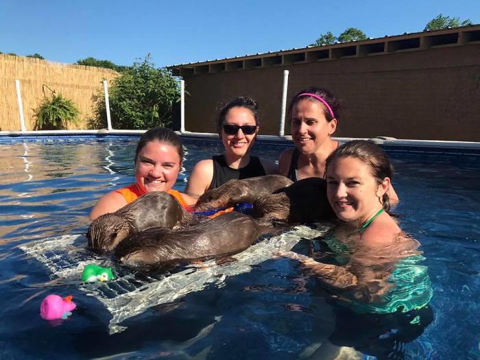 Adults Can Swim With Tiny Otters At This Animal Preserve, And The Photos Are Adorable Adults Can Swim With Tiny Otters At This Animal Preserve, And The Photos Are Adorable