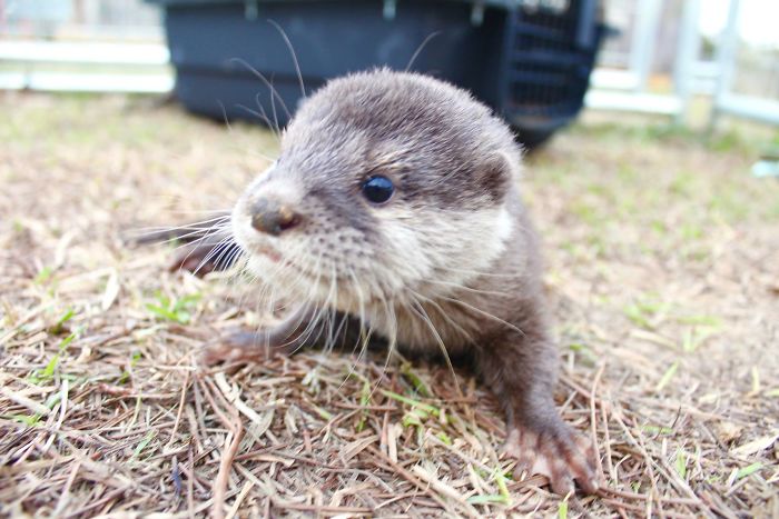 Adults Can Swim With Tiny Otters At This Animal Preserve, And The Photos Are Adorable