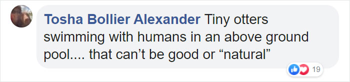 Adults Can Swim With Tiny Otters At This Animal Preserve, And The Photos Are Adorable