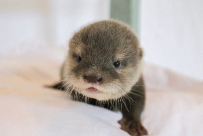 Adults Can Swim With Tiny Otters At This Animal Preserve, And The Photos Are Adorable