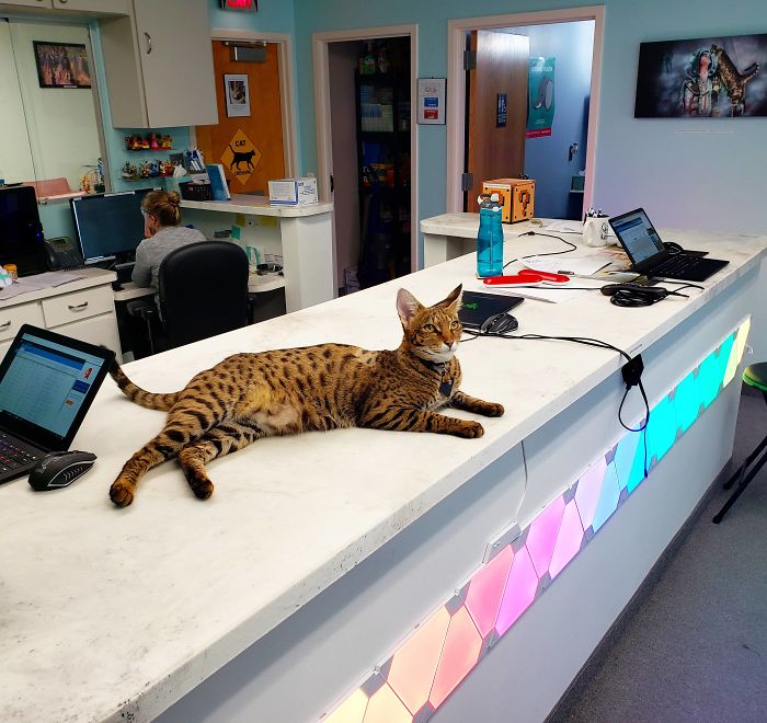 People Said We'd Fail, But My Family Clinic With Video Games And Therapy Cats Is Full Only 6 Months After Opening People Said We'd Fail, But My Family Clinic With Video Games And Therapy Cats Is Full Only 6 Months After Opening