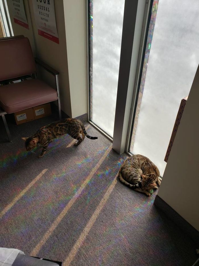 People Said We'd Fail, But My Family Clinic With Video Games And Therapy Cats Is Full Only 6 Months After Opening People Said We'd Fail, But My Family Clinic With Video Games And Therapy Cats Is Full Only 6 Months After Opening