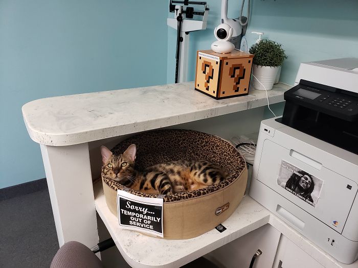 People Said We'd Fail, But My Family Clinic With Video Games And Therapy Cats Is Full Only 6 Months After Opening