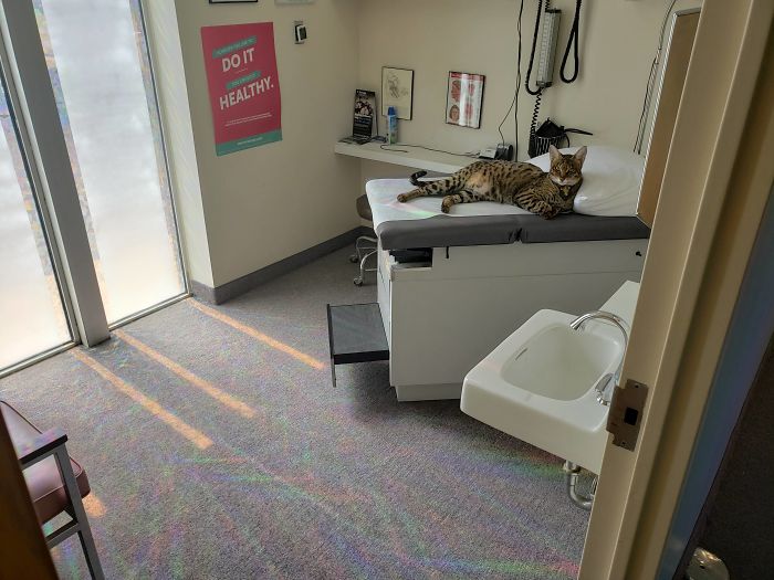 People Said We'd Fail, But My Family Clinic With Video Games And Therapy Cats Is Full Only 6 Months After Opening