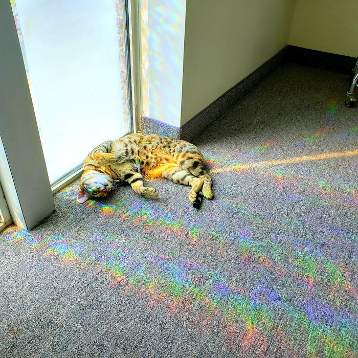 People Said We'd Fail, But My Family Clinic With Video Games And Therapy Cats Is Full Only 6 Months After Opening