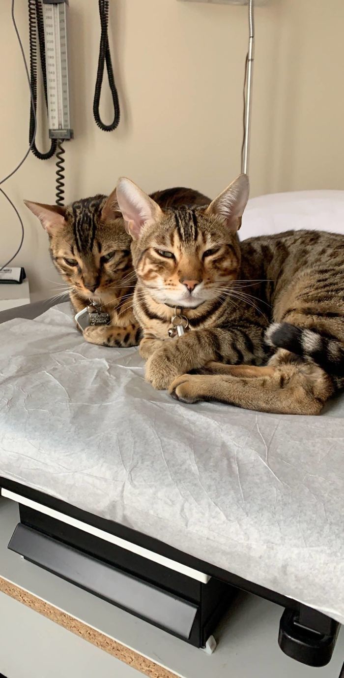 People Said We'd Fail, But My Family Clinic With Video Games And Therapy Cats Is Full Only 6 Months After Opening People Said We'd Fail, But My Family Clinic With Video Games And Therapy Cats Is Full Only 6 Months After Opening