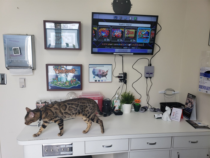 People Said We'd Fail, But My Family Clinic With Video Games And Therapy Cats Is Full Only 6 Months After Opening People Said We'd Fail, But My Family Clinic With Video Games And Therapy Cats Is Full Only 6 Months After Opening