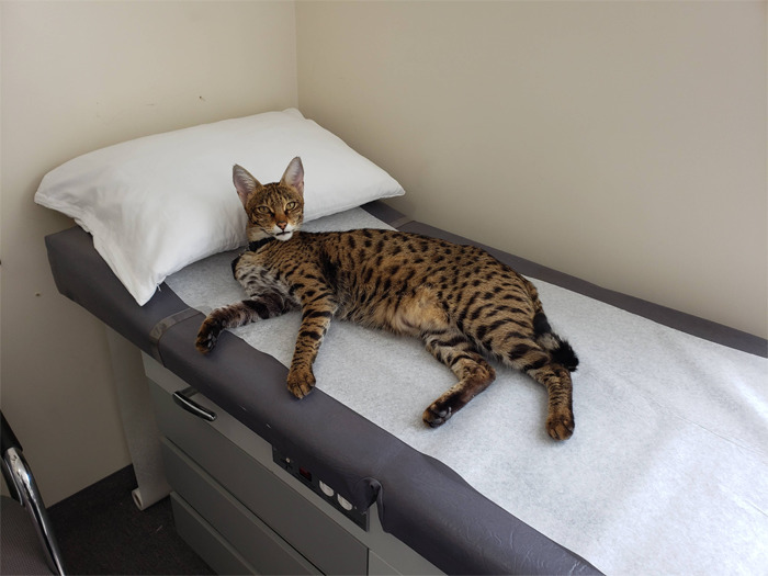 People Said We'd Fail, But My Family Clinic With Video Games And Therapy Cats Is Full Only 6 Months After Opening