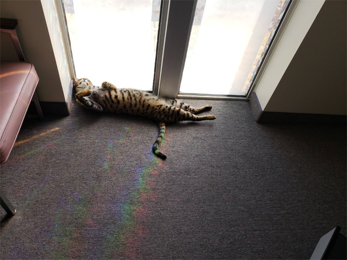 People Said We'd Fail, But My Family Clinic With Video Games And Therapy Cats Is Full Only 6 Months After Opening People Said We'd Fail, But My Family Clinic With Video Games And Therapy Cats Is Full Only 6 Months After Opening