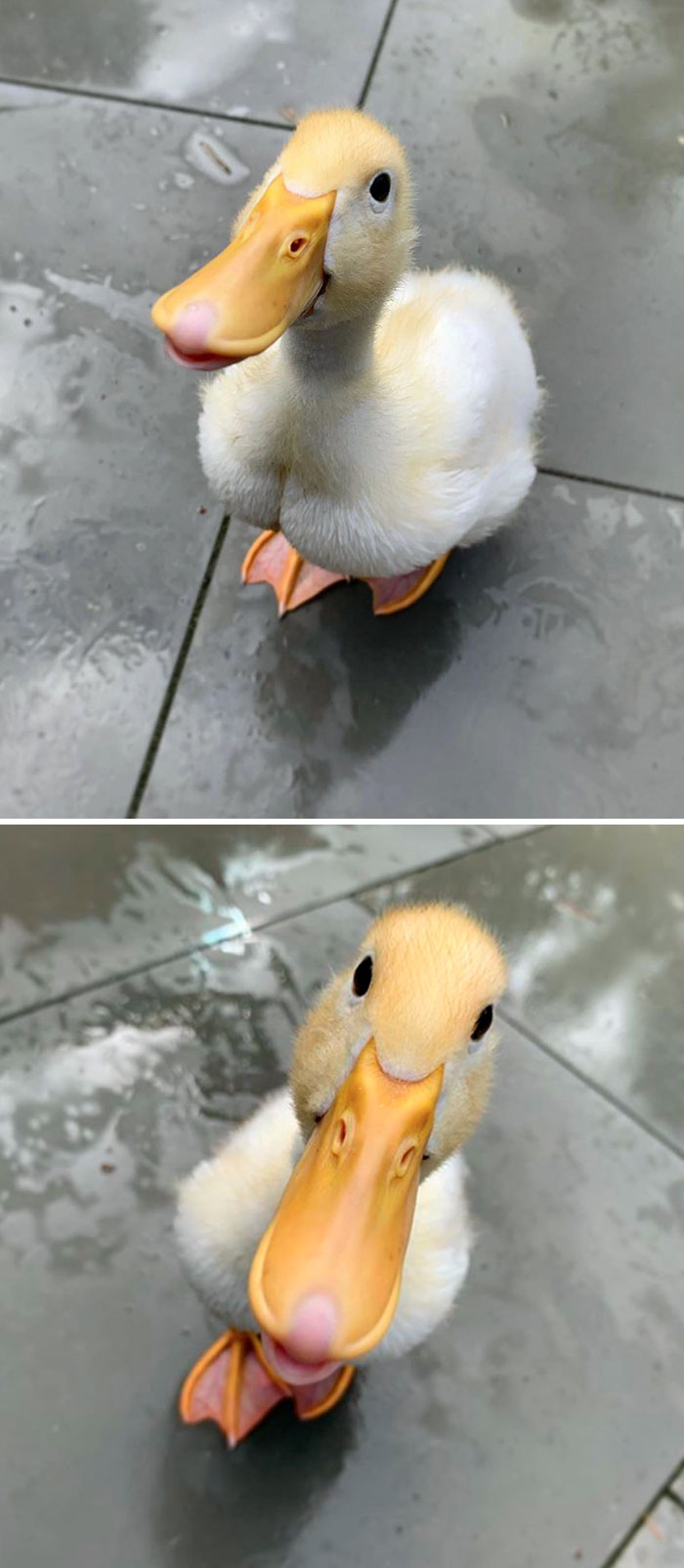 Wholesome-Cute-Duck-Pics