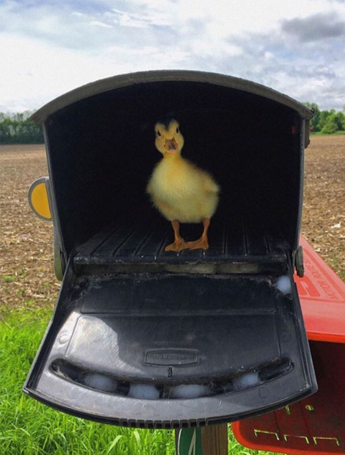 Cute duckling standing inside a mailbox on a bright day.