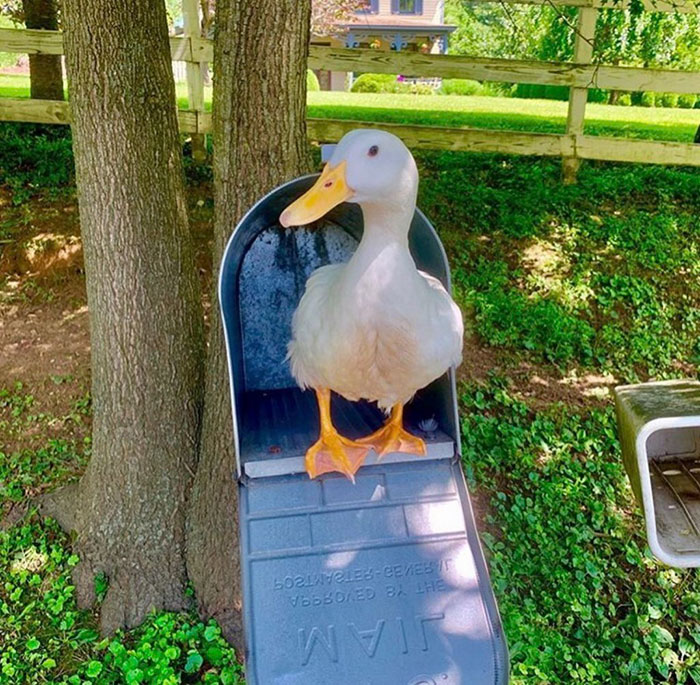Wholesome-Cute-Duck-Picswholesome-Cute-Duck-Pics