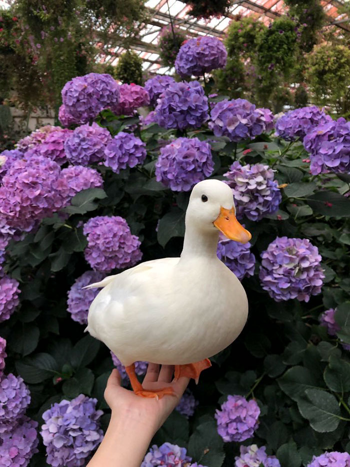 Cute duck perched on a hand in front of vibrant purple hydrangeas.