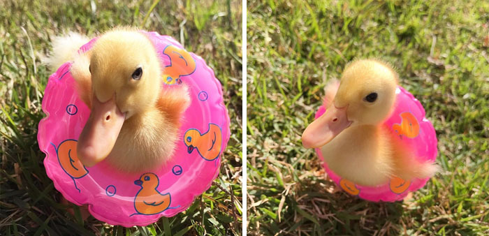 Cute duckling in a pink float with duck prints, sitting on grass, showcasing its fluffy yellow feathers.