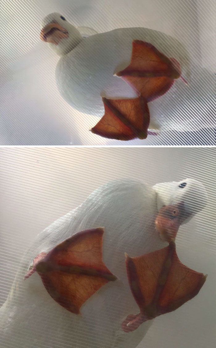 Cute duck seen from below, with its webbed feet visible through a transparent surface.