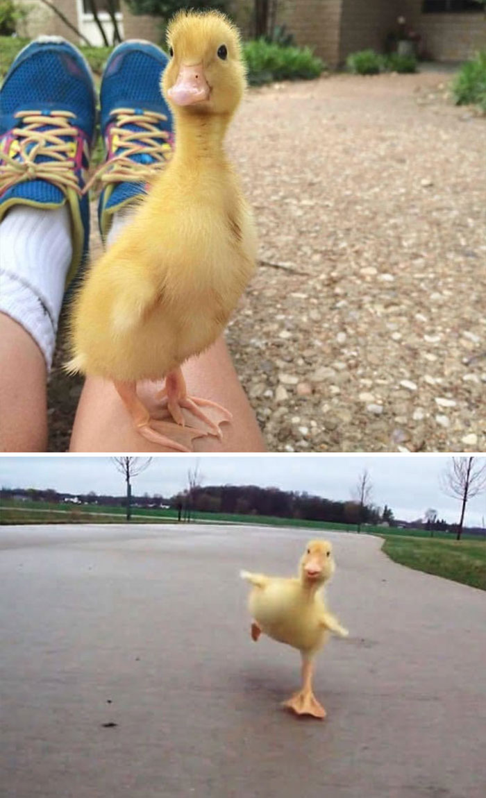 Cute duckling standing on a person's leg and a duckling waddling on a path.