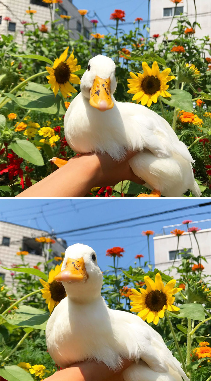 Wholesome-Cute-Duck-Pics