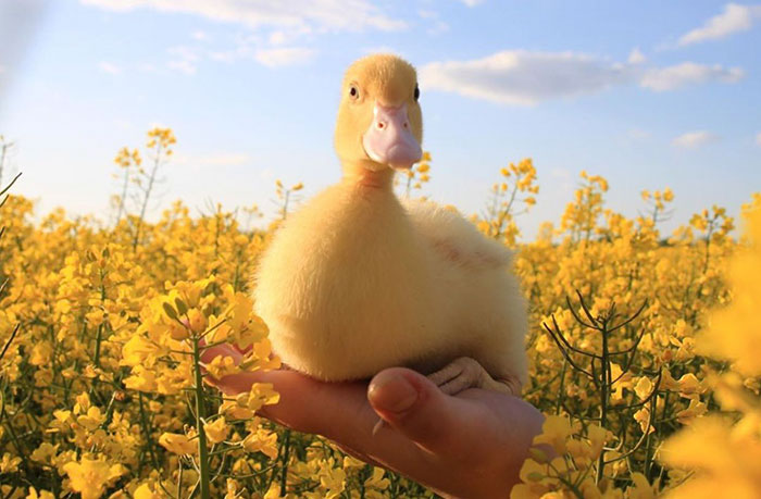 Wholesome-Cute-Duck-Pics