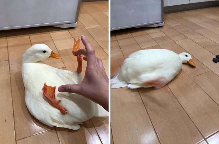 Wholesome-Cute-Duck-Pics