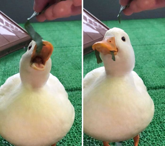 Wholesome-Cute-Duck-Pics