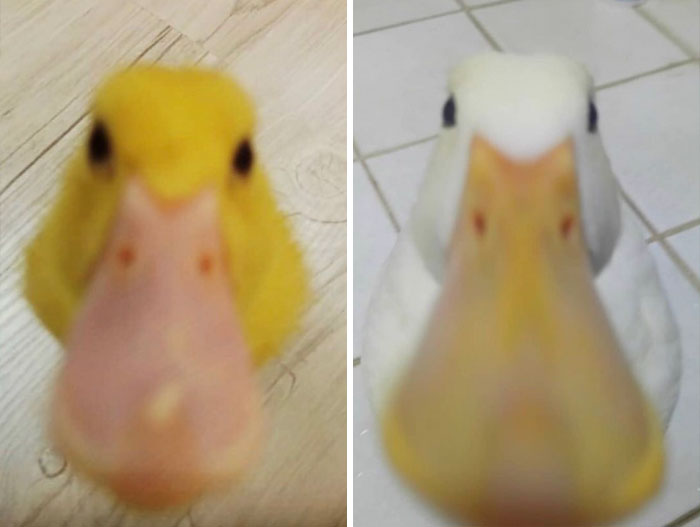 Wholesome-Cute-Duck-Pics