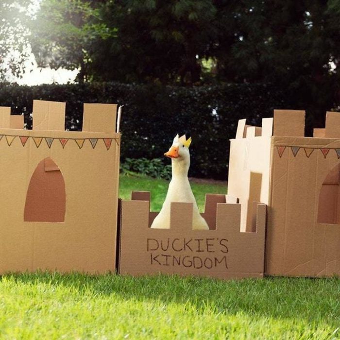 Cute duck wearing a crown in a cardboard castle labeled "Duckie's Kingdom," surrounded by greenery.