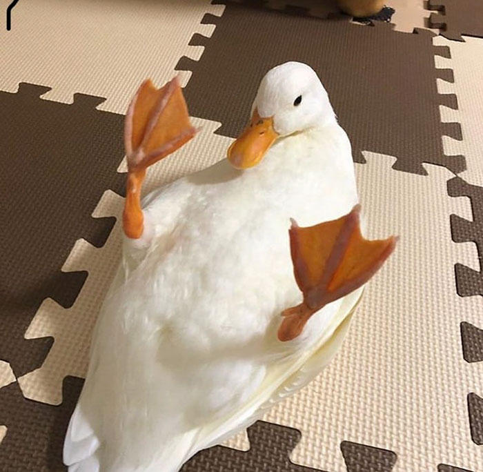 Wholesome-Cute-Duck-Pics