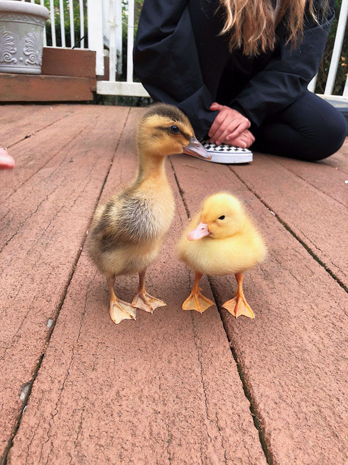 Wholesome-Cute-Duck-Pics